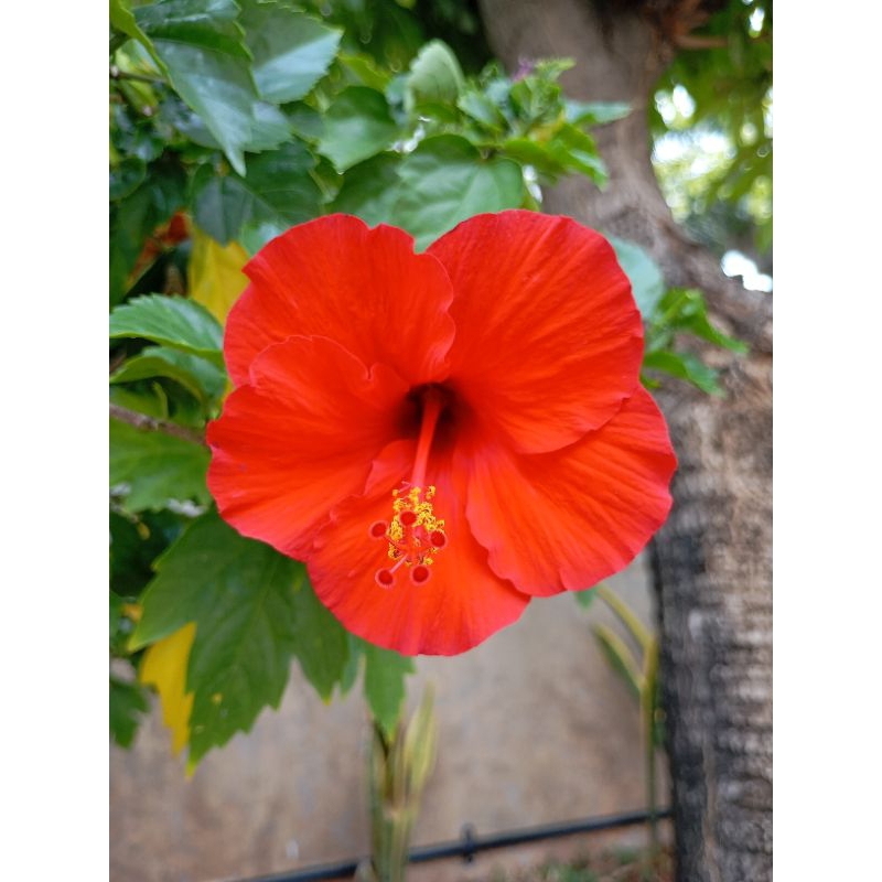Kembang Sepatu Super Red / Super Red Hibiscus