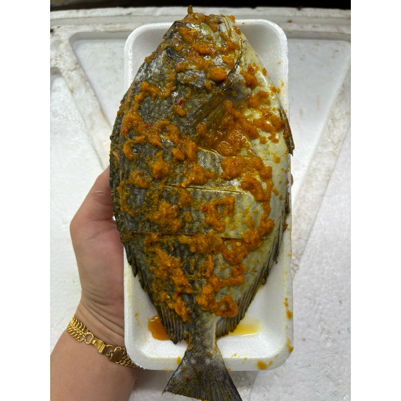 

IKAN BARONANG MARINASI