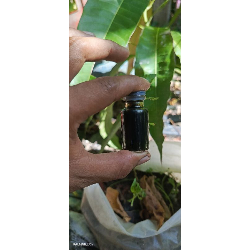 

Minyak Lintah 100% ori Lintah kampung asli di olah sendiri