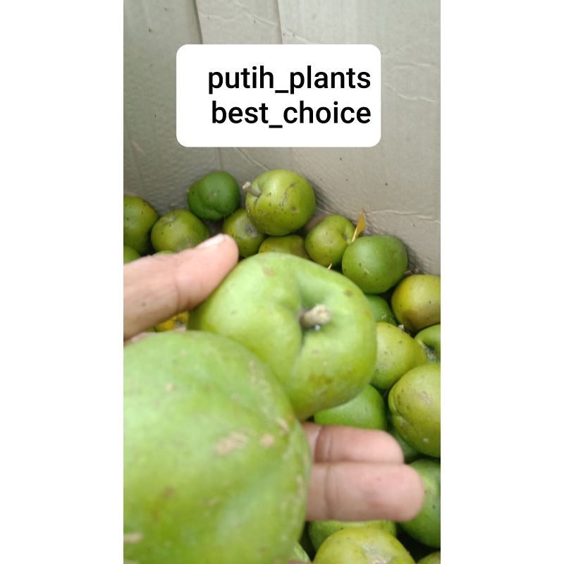 

Buah White Sapote / sawo putih per 1kg