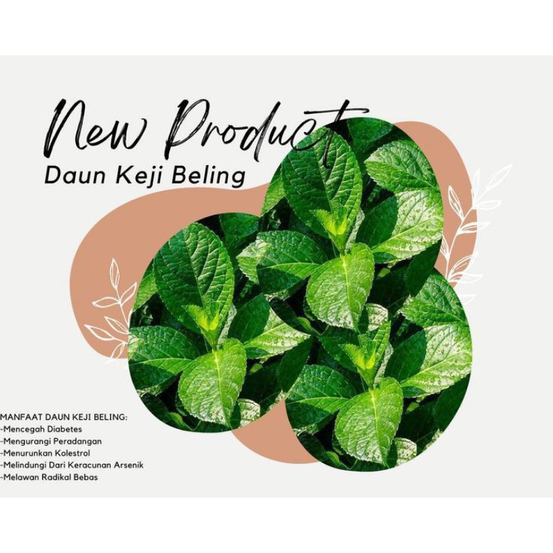 

Daun Pecah/Keji Beling , Daun Segar berat 100gram