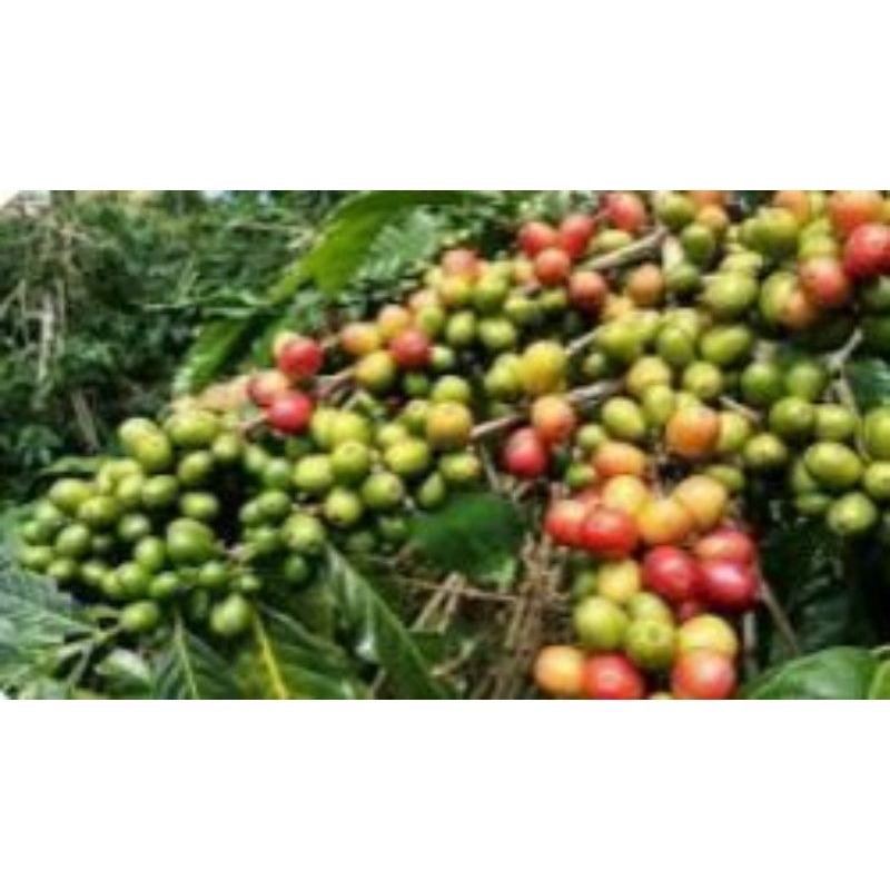 

green been kopi gayo 1 kg