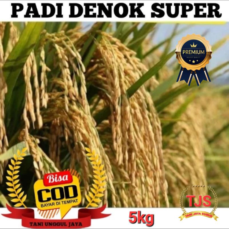 Benih Padi Denok Super Kualitas Premium 5kg