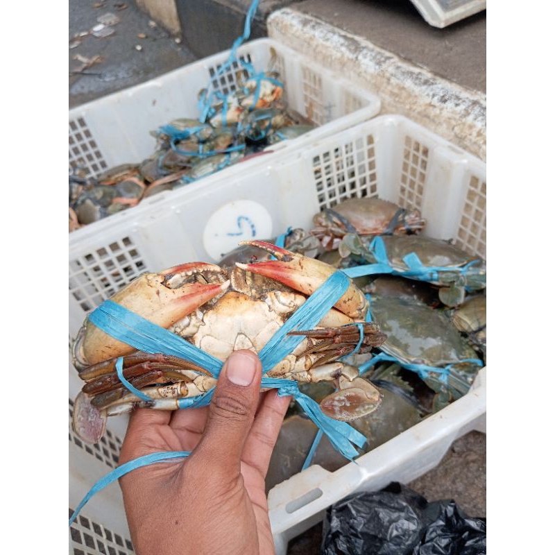 

KEPITING BAKAU UKURAN BESAR SUPER 1.