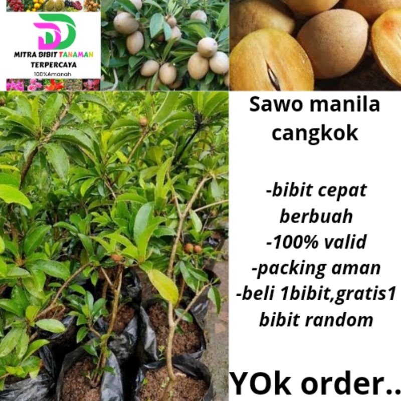 Sawo manila cangkok