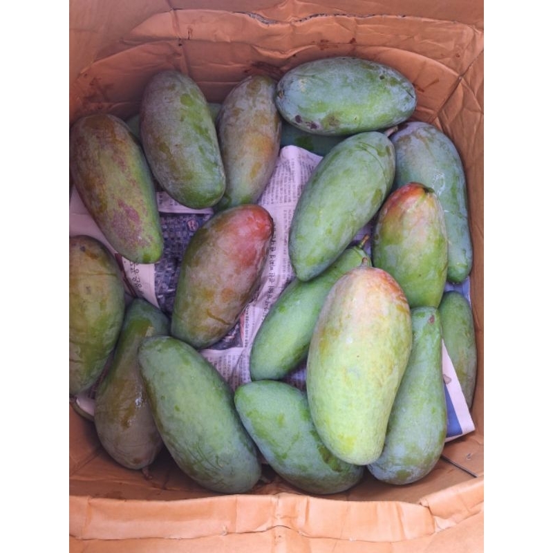 

mangga kiojay/ mangga Thailand hrga perbuah mentah manis matang manis enak