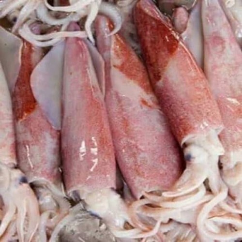 

CUMI PANT SEGAR 500gr