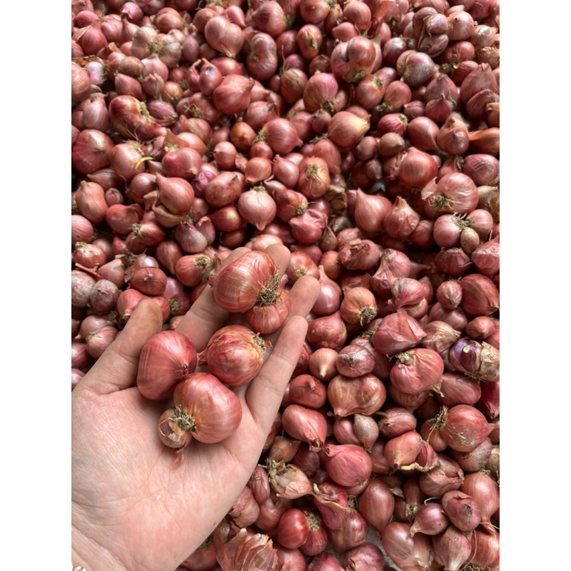 

BAWANG MERAH 1kg