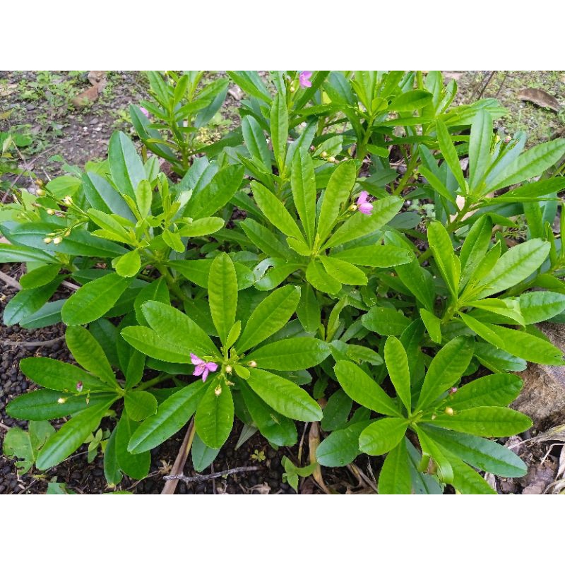 

Stek Batang Gingseng Jawa Som Jawa