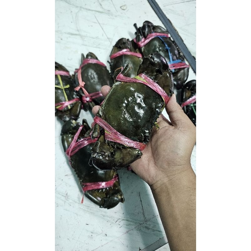 

Kepiting Bakau Fresh Harian isi 3-4