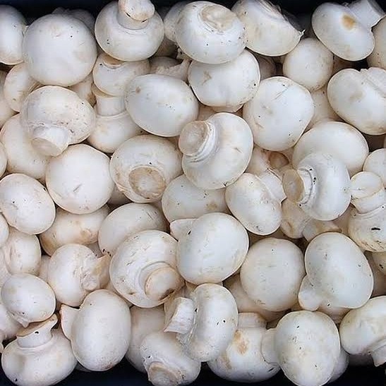 

JAMUR KANCING SEGAR FRESH