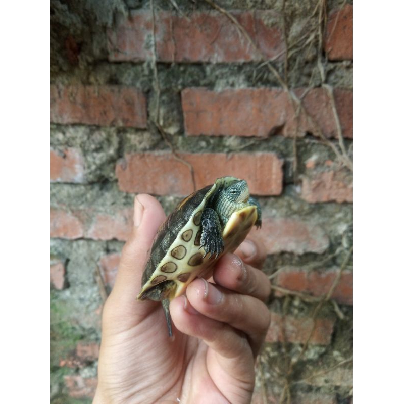 Kura Mauremys Sinensis / Ocadia Sinensis