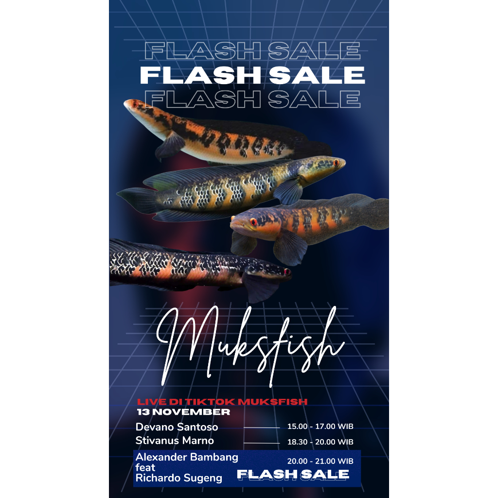 

BoxKardus FL4SH S4L333