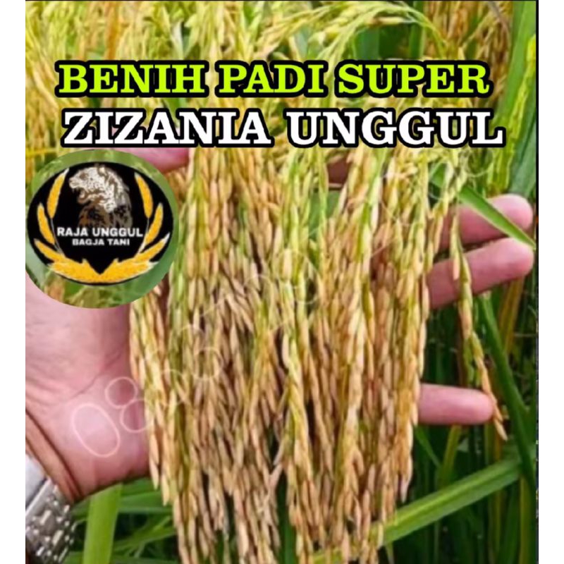 Benih padi zizania super 1 kg benih unggul padi super bibit berkualitas