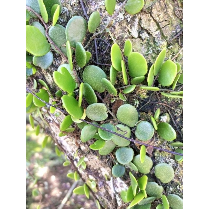 

DAUN PICISAN SISIK NAGA SEGAR 1KG