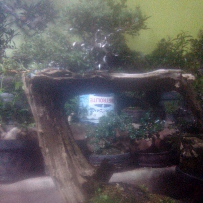 cemra sinensis tanuki