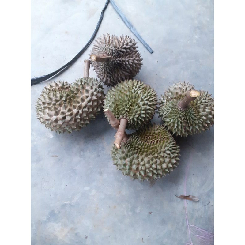 

Durian Bawor Kuning Orange Perbuah Utuh Kecil Masak Pohon Petikan Tua Rasa Manis Pulen Sedikit Pahit Bergaransi