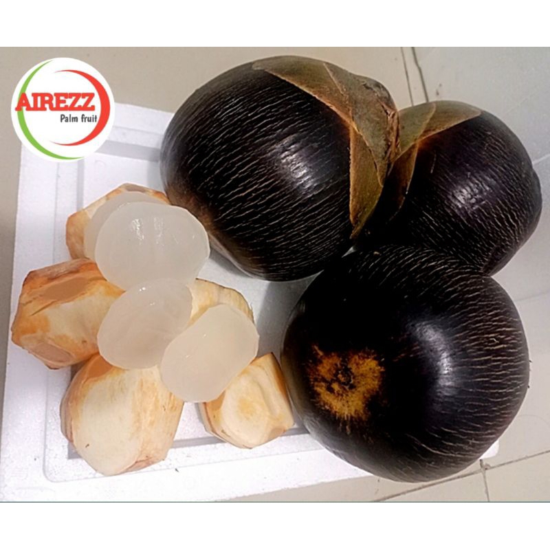 

BUAH LONTAR