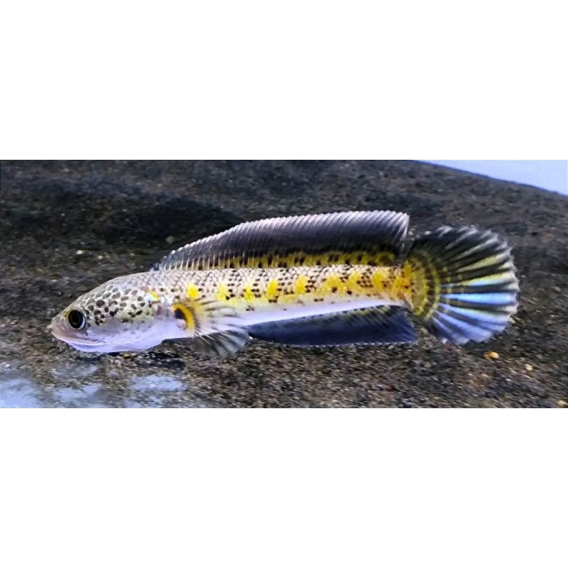 Channa Baby Auranti Size 2-4cm