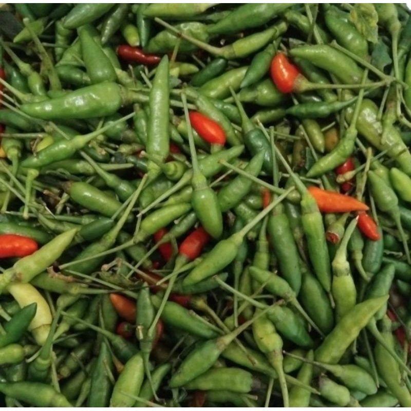

cabe rawit / cabe rawit Wonosobo