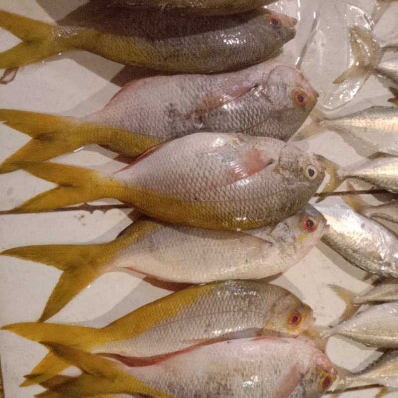 

ikan ekor kuning segar