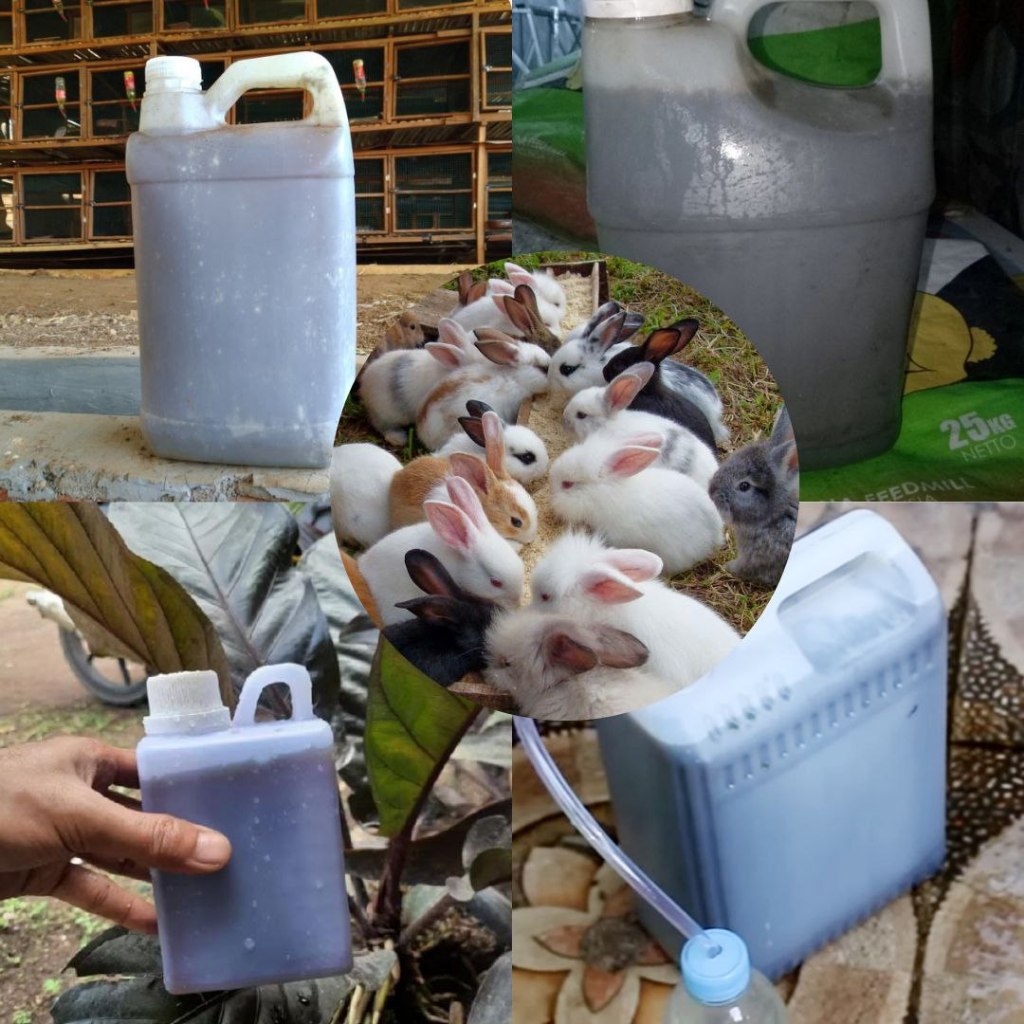 PALING DICARI...pupuk urine kelinci murni,urin urine kelinci murni pupuk organik cair