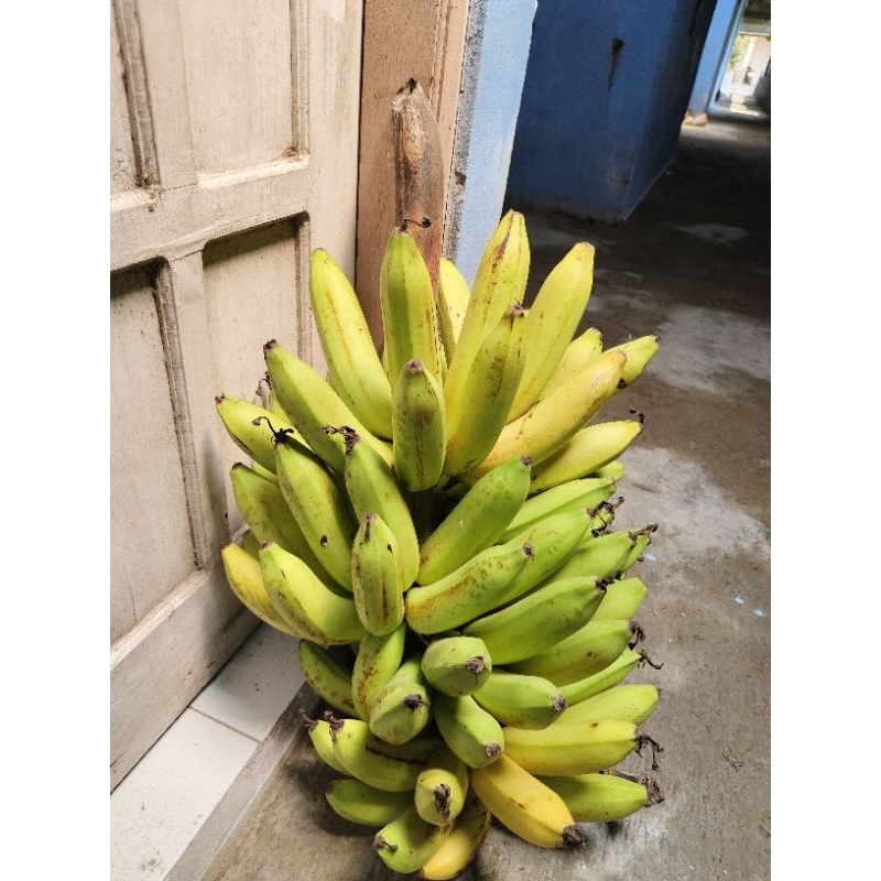 

pisang matang