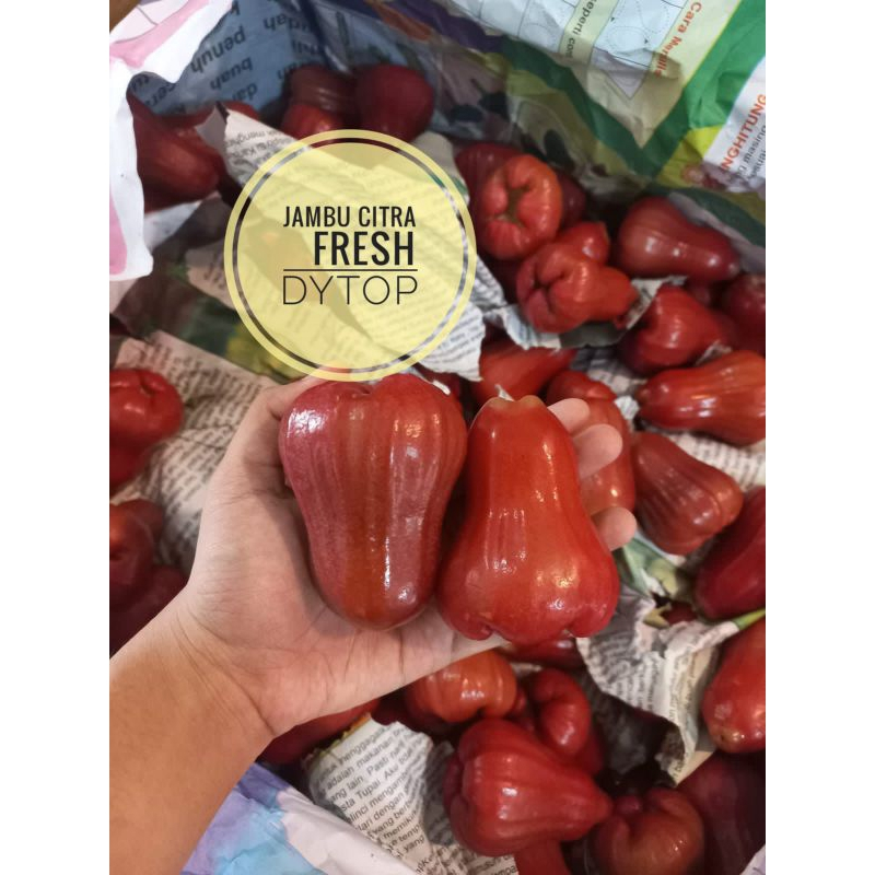 

Buah Jambu Merah Jambu Citra Fresh Segar