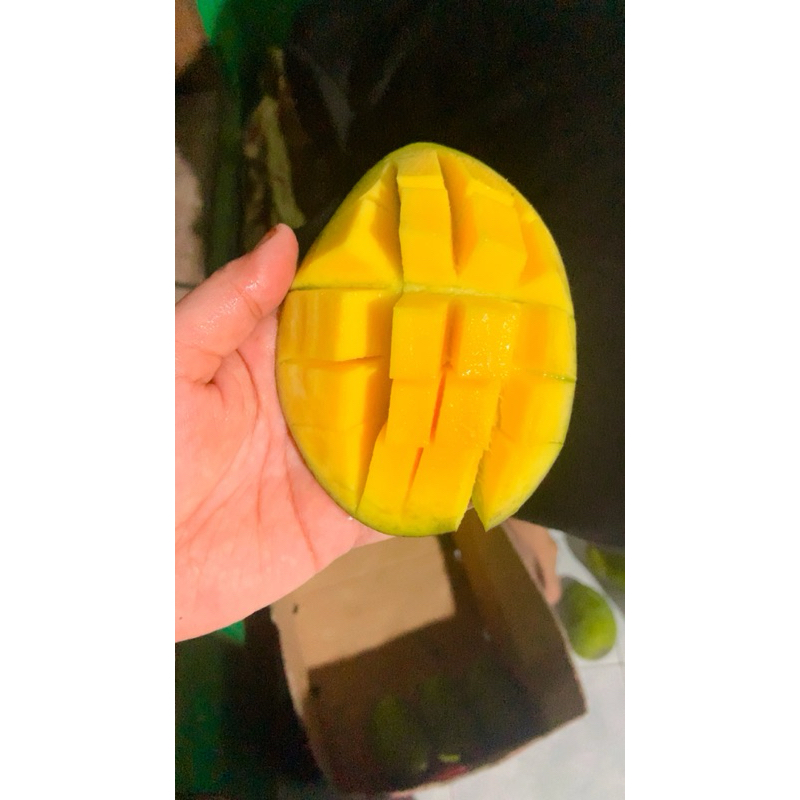 

Mangga Harum manis