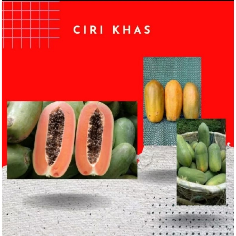 

PROMO 25 BIJI PEPAYA CALIFORNIA/IPB9 BERKUALITAS