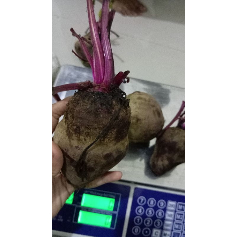 

buah bit fresh sortiran reject