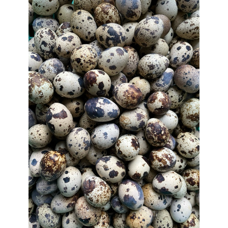 

TELUR PUYUH FRESH DARI KANDANG SENDIRI 1KG