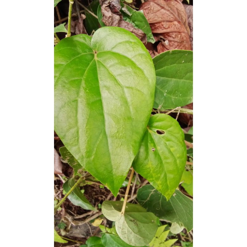 

sirih segar bisa untuk pengobatan herbal/30 lembar