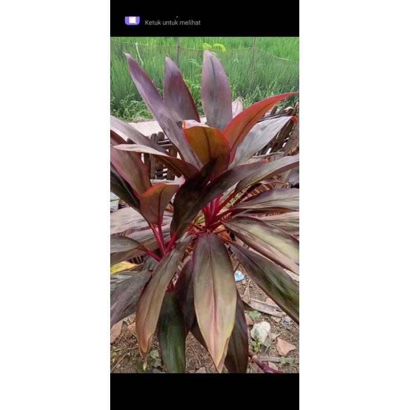 

Daun Hanjuang Merah 1 kg