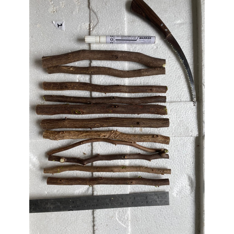 Stek Batang Bougenville Import Fresh