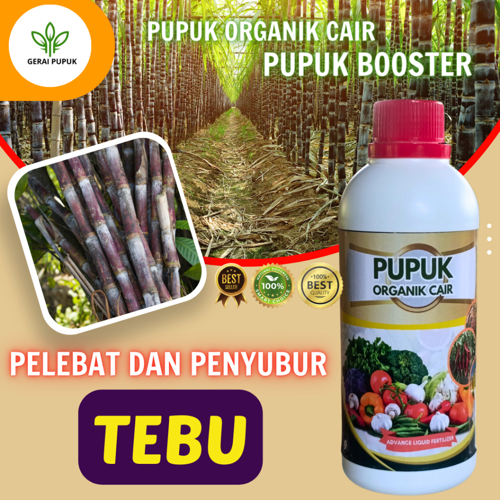 Pupuk Penyubur Tanaman Tebu | Pupuk Pembesar Batang Tebu | Pupuk organik Cair Tanaman Tebu