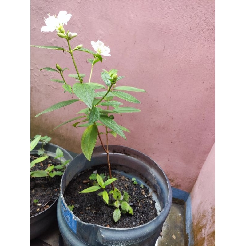 bunga putih senggani langka