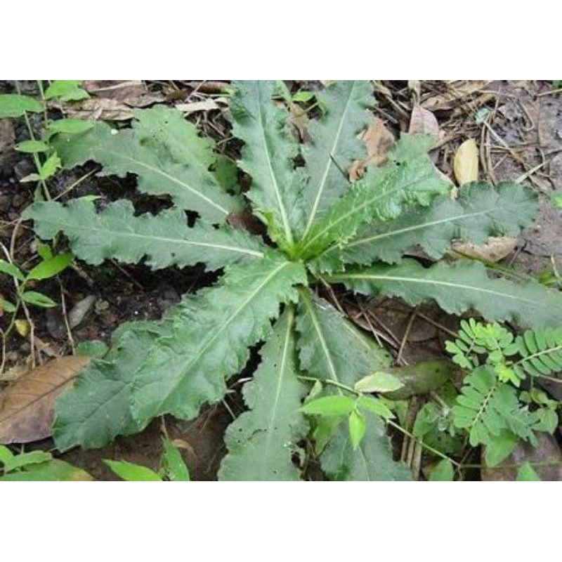 

daun tempuyung daun camawak super segar herbal 250 grm