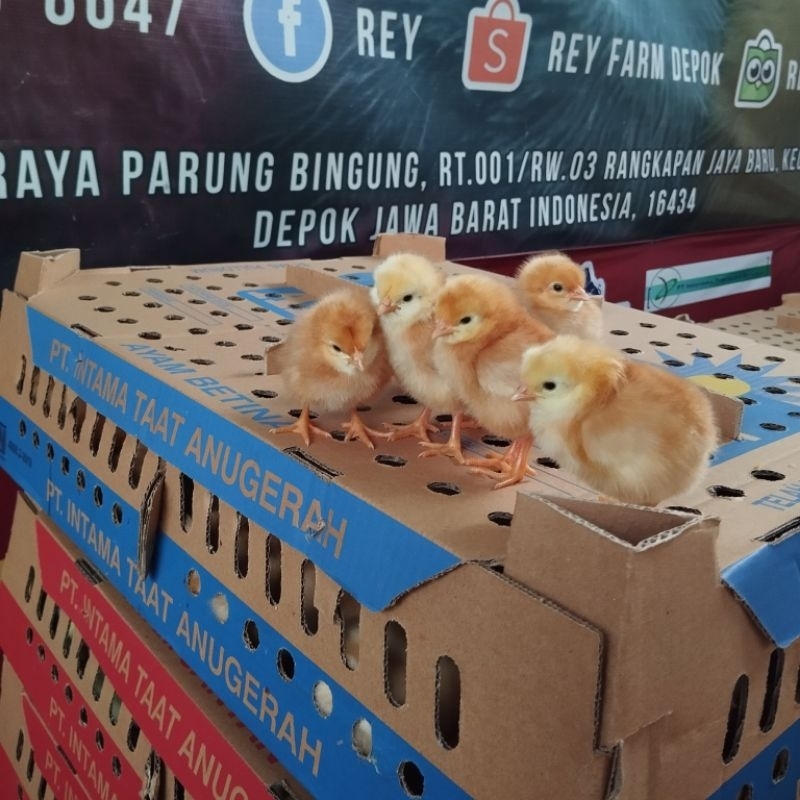 BIBIT AYAM PETELUR BETINA SUPER PT INTAMA SUDAH VAKSIN+ POTONG PARUH