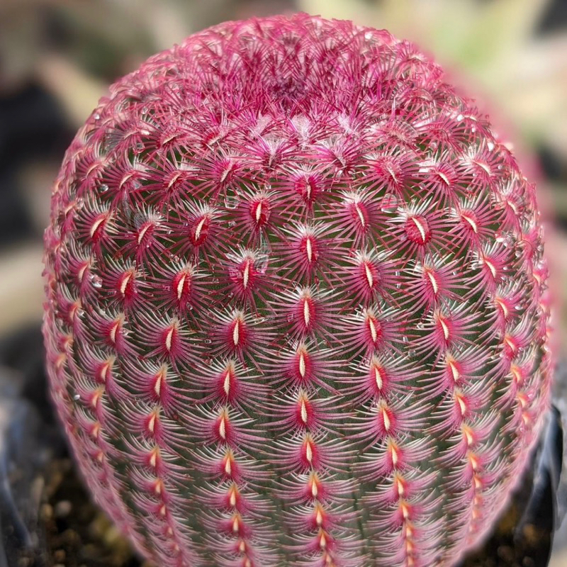 Kaktus Import Mammillaria Rainbow / Stenocactus