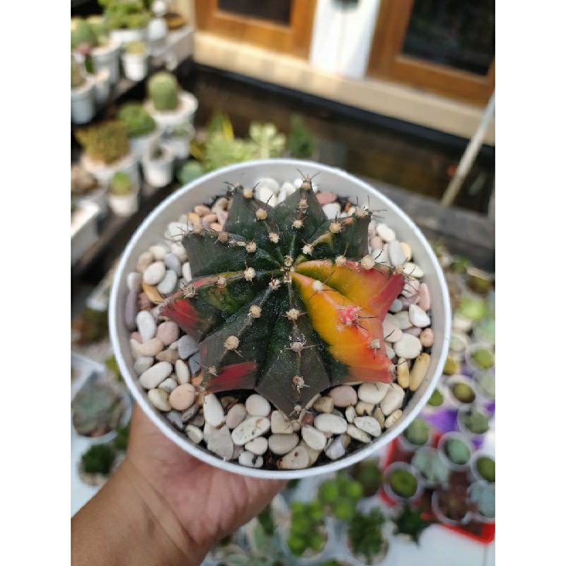 Gymno Miha Varigata Pot 12cm