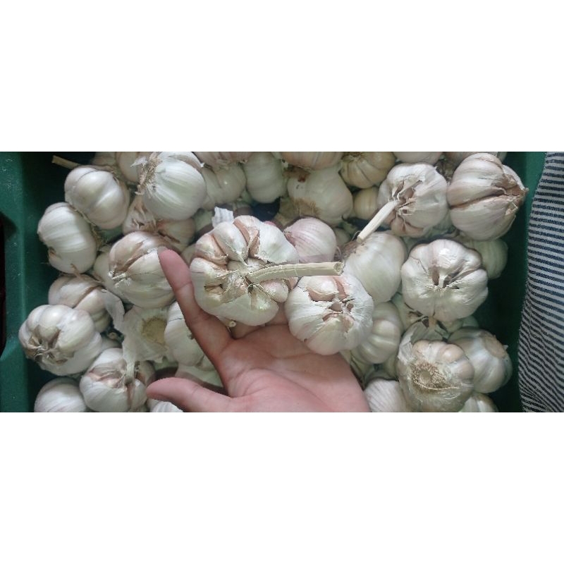 

Bawang Putih Lokal Super