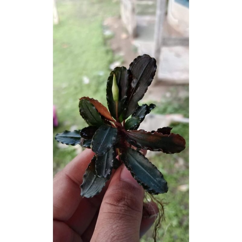 Bucephalandra Brownie