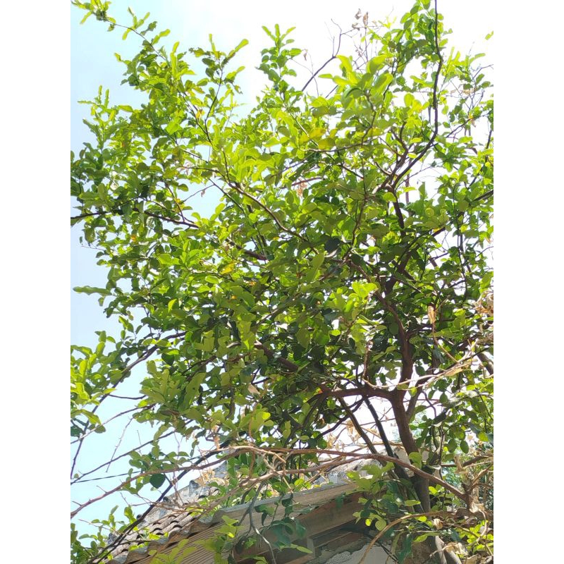 

DAUN JERUK PURUT FRESH PER PACK LANGSUNG DARI POHONNYA