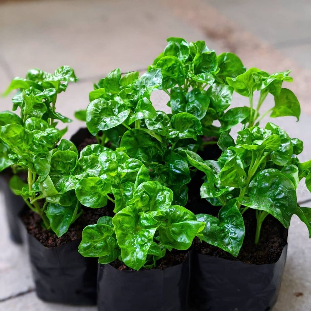 BAYAM BRAZIL - Bibit Tanaman Bayam Brazil Sayuran Biasa Aja