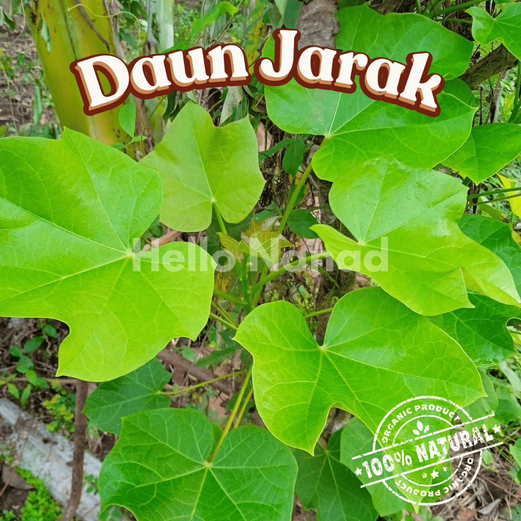 

DAUN JARAK FRESH READY STOCK 1 PACK OBAT HERBAL ALAMI ANTI KEMBUNG BAYI TEH EKSTRAK OBAT LUKA
