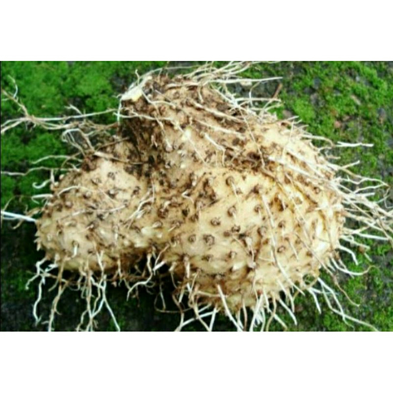 

umbi gadung 500 gram