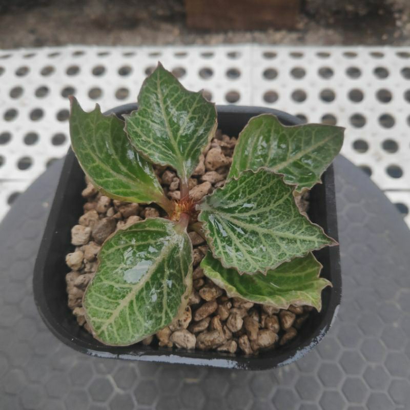 euphorbia francoisii