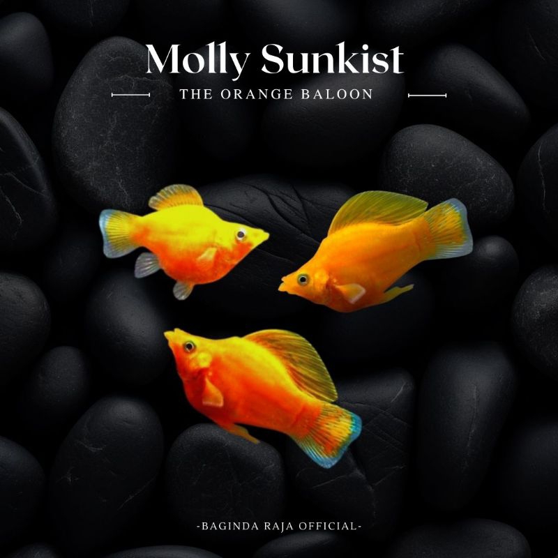 MOLLY SUNKIST