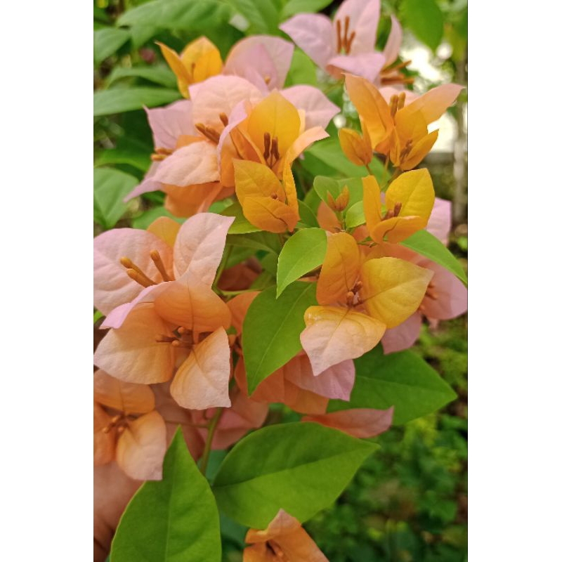 Bougenville import Three Colour (ORI)